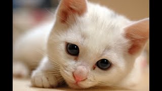 lol ねこks