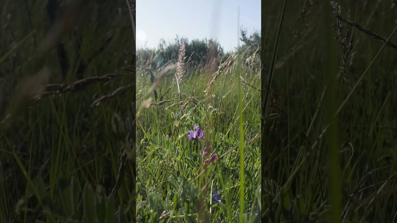 Need a moment of calm? #calmnaturesounds #calmingsounds