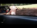 Donkey At Drive Thru Safari