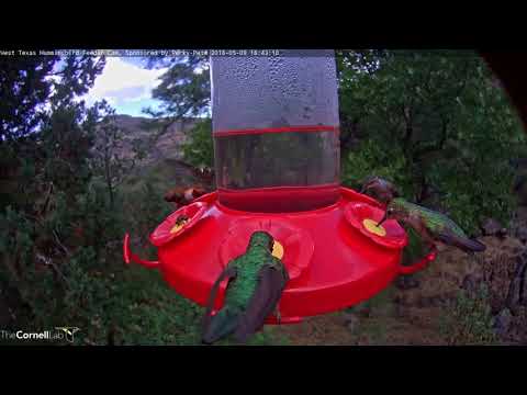Male Rufous Hummingbird Visits Feeder During Rush Hour – May 9, 2018