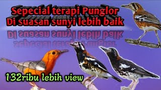 Download lagu SEPESIAL TERAPI MALAM UNTUK BURUNG JENIS PUNGLOR / ANIS mp3 Download lagu SEPESIAL TERAPI MALAM UNTUK BURUNG JENIS PUNGLOR / ANIS mp3