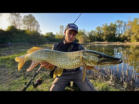 Pecanje krupne štuke na barama. Lude za varalicama !