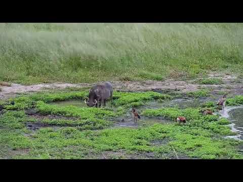 Djuma: Lone Warthog  - 09:15 -  03/06/19