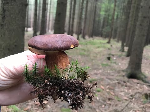 Video Blog 18 - Mushrooms - Czech Cookbook