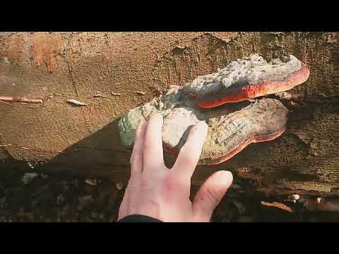 Austernseitlinge und Fichtennadel Tee mitte März...