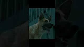 Am Legend - Sam’s Last Stand Against the Infected 😢🐶#movie #film
