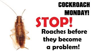 Cockroach Monday | Ep.2 | STOP A ROACH INFESTATION BEFORE IT STARTS!
