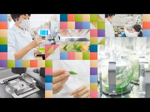 公共経営学科 Exploiting the metabolism of Euglena to create wax esters