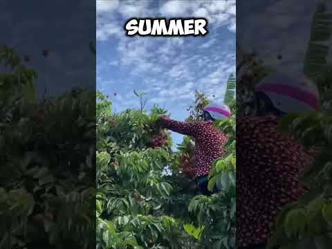 Harvest Thousands Of Tons Of Lychee #fruit #modernagriculturetechnology #agriculturaltechnology