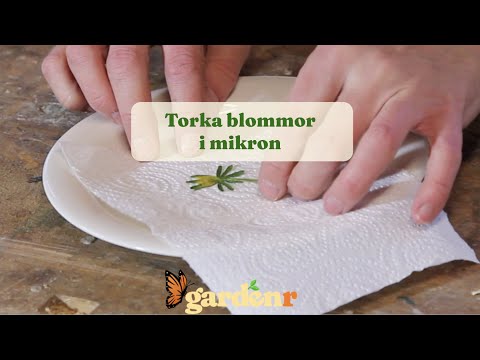 Torka blommor i mikron - Trädgårdshacks med GardenR