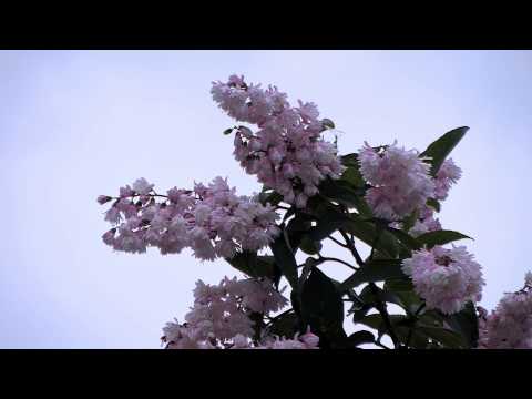 Opwekking 263 -  Er is een Verlosser !