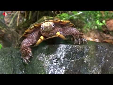 Chinesische Zacken-Erdschildkröte im Alfred-Brehm-Haus vom Tierpark Berlin