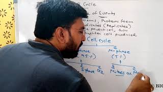 Cell cycle