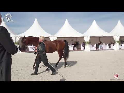 N.49 MARCO NWA - European Championship 2020 - Prague - Colts 2 Years Old (Class 5A)