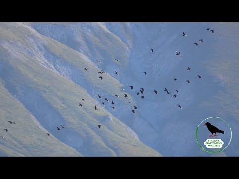 𝐆𝐫𝐚𝐜𝐜𝐡𝐢𝐨 𝐜𝐨𝐫𝐚𝐥𝐥𝐢𝐧𝐨 (Pyrrhocorax pyrrhocorax)