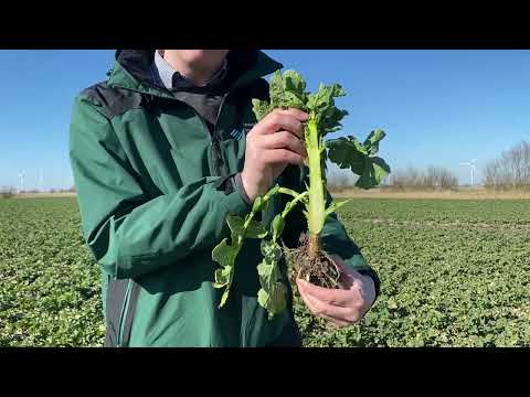 Pflanzenschutzinfos für die Westküste: Wachstumsregler Raps 2022