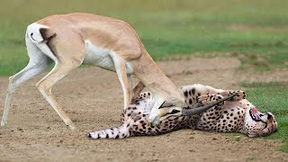 Gazelle Take Down Cheetah With Horns, Lion Hunt Preys Fail