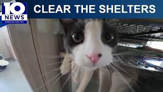 Floyd County Humane Society seeks fosters, adopters at Clear Shelters event
