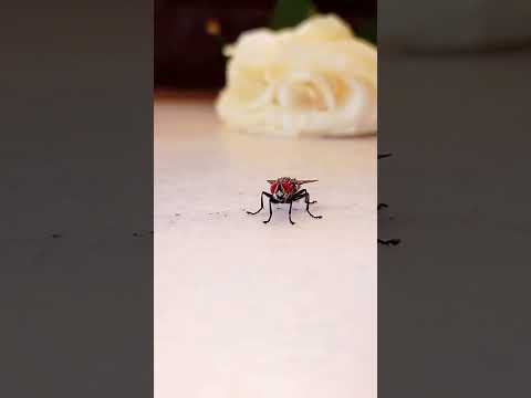 A dancing fly 😂 #fly #flyingbeast #dance #dancing #dancer #shot #shots #short #shorts #photography