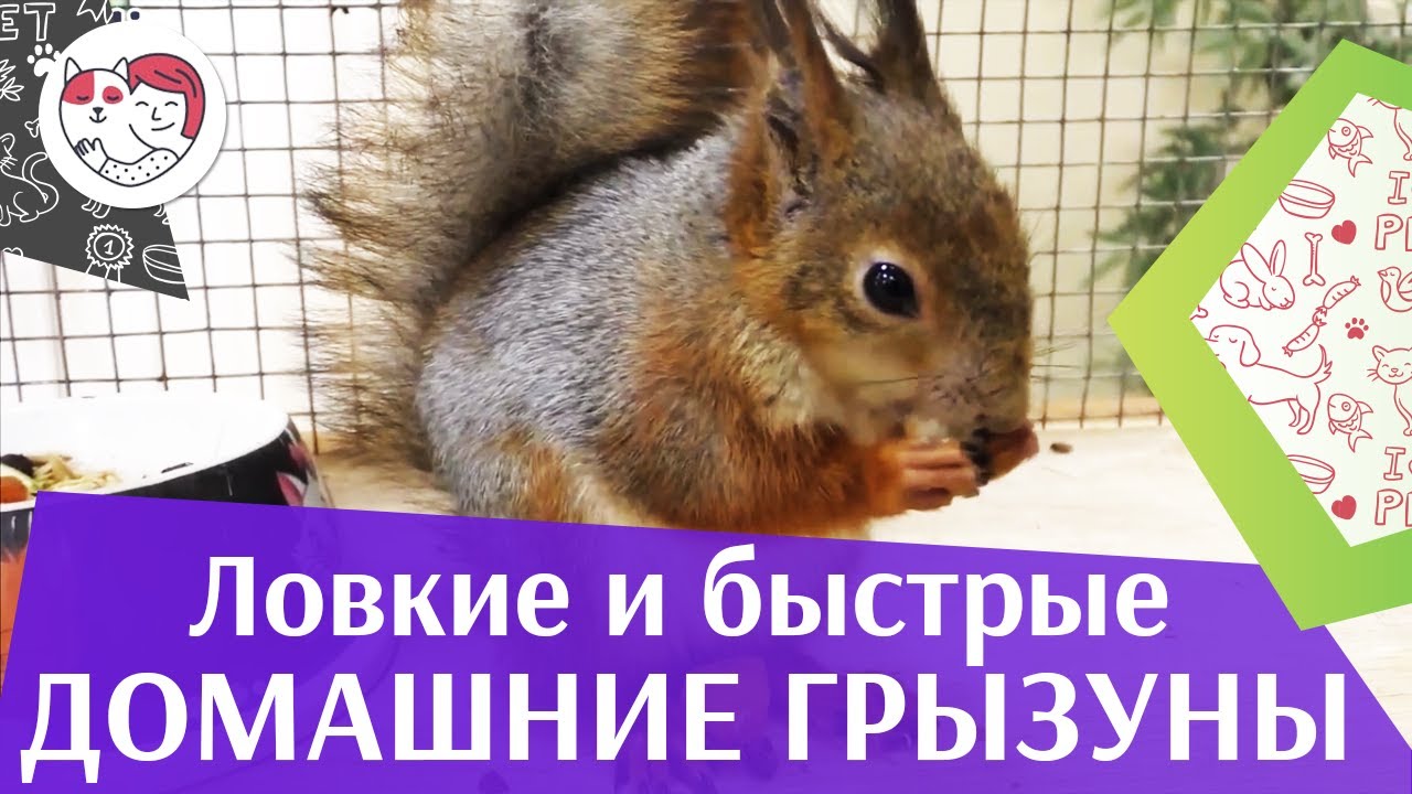 5 самых ловких домашних грызунов на ilikepet