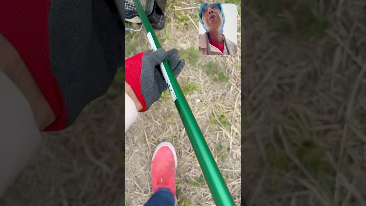 #ガードマン #沖縄 #ハブ #shorts