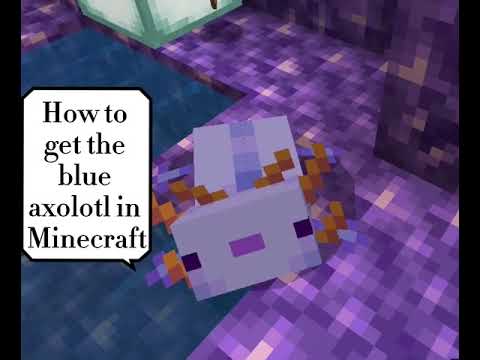 How to get the rare blue axolotl in Minecraft! (Super easy!)