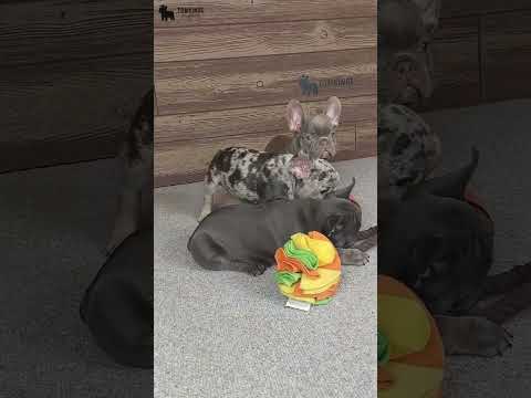 Video 4