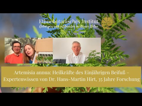 Artemisia annua: Entdecke die Heilkraft des Einjährigen Beifuß – Expertenwissen Dr. Hans-Martin Hirt