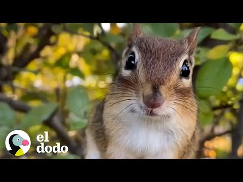 Ardilla se pone tan celosa cuando su chica favorita habla con otras ardillas  | El Dodo