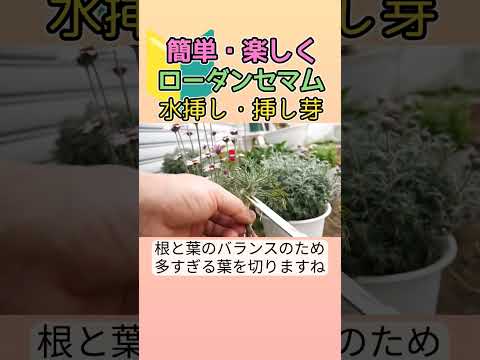 コップ一杯の水で挿し木をするにはどうすればよいですか？水から取れる植物は何ですか?  庭園