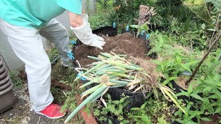 Green onions: Changed from planter cultivation to ground planting 2025-06-14