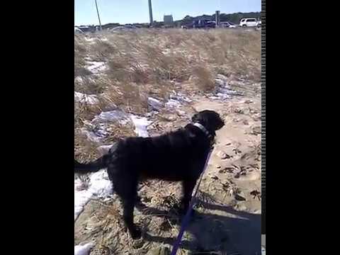 Town Neck Beach Valentine's Day 2017