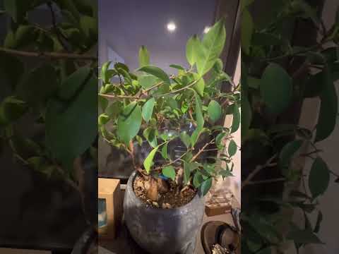 園芸 水を節約するために植物で覆われた密集した庭園