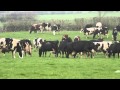 Dancing Cows? 