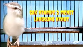 Download lagu Suara PANCINGAN CIBLEK SAWAH Agar Cepet Gacor mp3