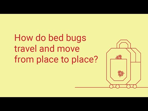 How Do Bed Bugs Travel?
