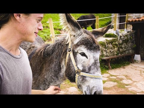 download lagu mp3 mp4 My First Globe Donkey, download lagu My First Globe Donkey gratis, unduh video klip My First Globe Donkey