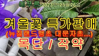 2023년12.26) 겨울꽃 특가판매 / 목단 작약