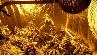 True Og Kush Grow - Day 63 flower