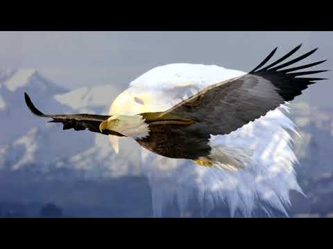 03 O Canto da Águia Dourada - Ramanat Águia dourada autoral.