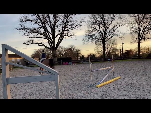 Castrone Sella Francese In vendita 2020 Baio