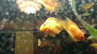preview picture of video 'Fish Fights at Rice N Roll in Pacifica CA'