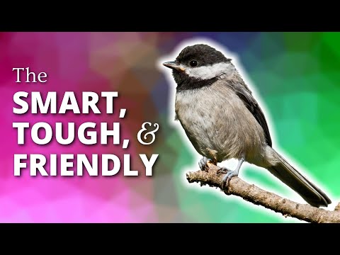 Chickadees | The Smart, Tough, & Friendly