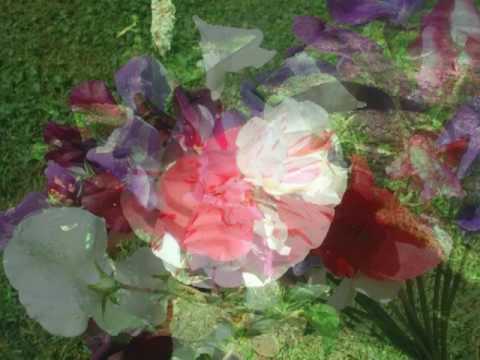 BELLAS FLORES   de Maricarmen 