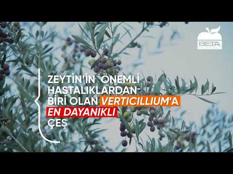 BETA Fidancılık Tanıtım