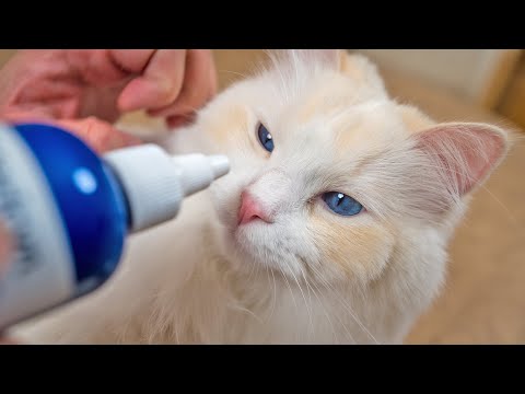 How to Clean Your Cat's Eyes (7 Step Tutorial) | The Cat Butler