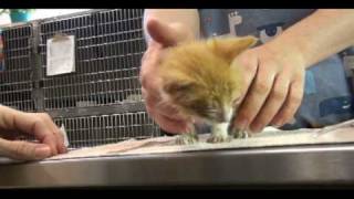 Behind the Scenes at the SPCA of Wake County (Pt. 1)