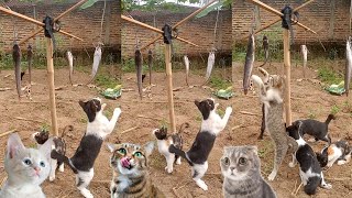 Download lagu Panjat Pinang KucingTangkap Ikan Lele Tingkat Provinsi Lampung 😀😀😀 mp3