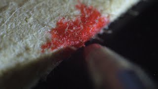 Paper Absorbing Ink | Macro
