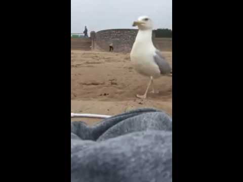 Przedziwny złodziej na plaży